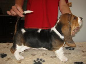 Bassethoundpuppiesforsale